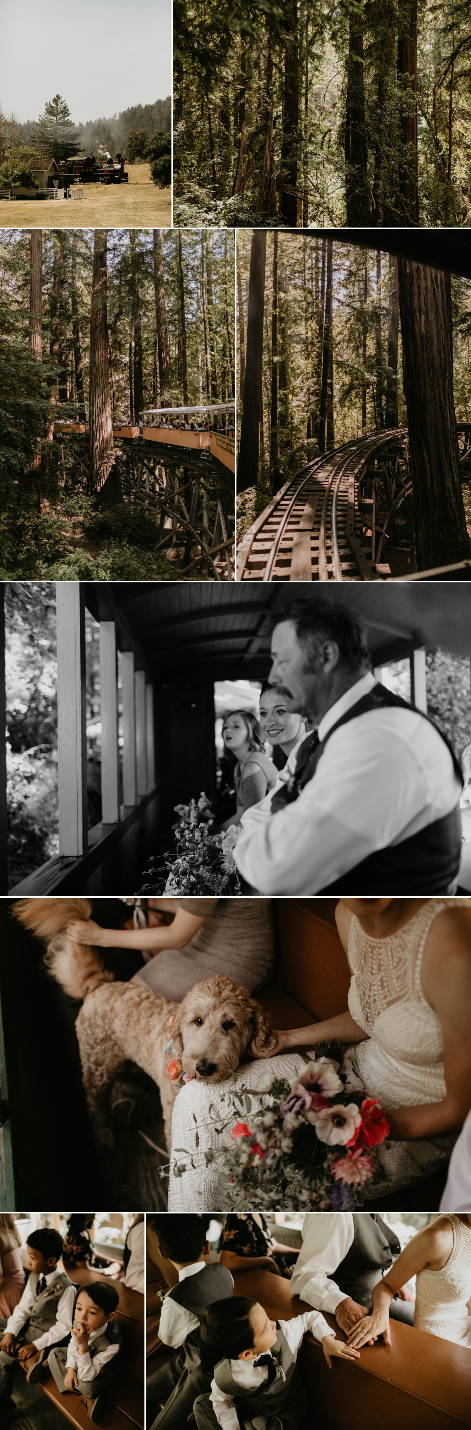 A celtic style Santa Cruz Redwoods wedding at Roaring Camp by Kadi Tobin, a Santa Cruz wedding Photographer