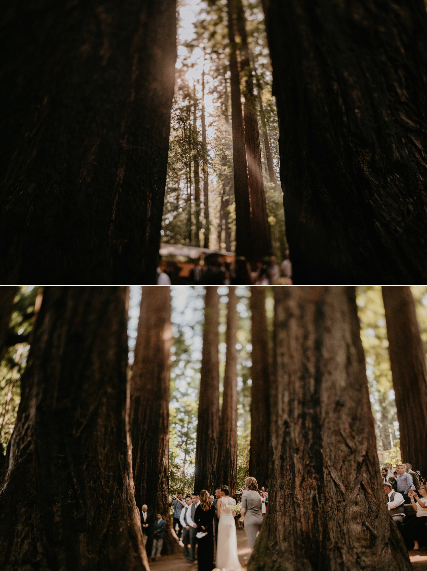 A celtic style Santa Cruz Redwoods wedding at Roaring Camp by Kadi Tobin, a Santa Cruz wedding Photographer