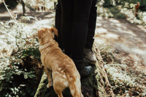 couple’s engagement photography session in santa cruz at henry cowell redwoods state park and wilder ranch by Kadi Tobin