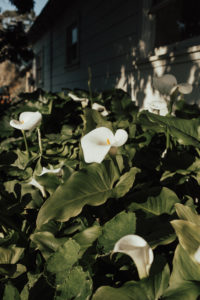 couple’s engagement photography session in santa cruz at henry cowell redwoods state park and wilder ranch by Kadi Tobin