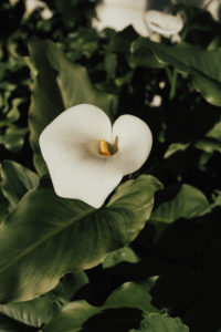 couple’s engagement photography session in santa cruz at henry cowell redwoods state park and wilder ranch by Kadi Tobin